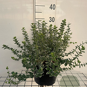 Euonymus fort. 'Emerald Gaiety' GM C5