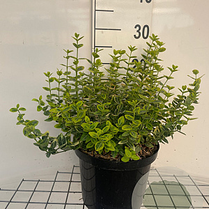 Euonymus fort. 'Emerald 'n' Gold' GM C5