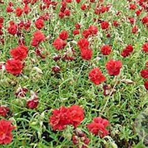 Helianthemum 'Amabile Plenum' P9