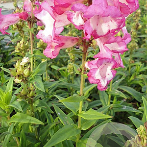 Penstemon h. 'Peptalk Pink' P9