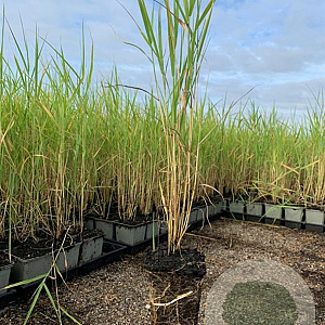 Phragmites australis P9