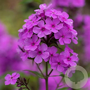 Phlox (P) Ka-Pow Purple P9
