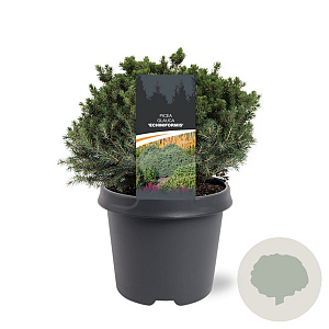 Picea gl. 'Echiniformis' 25-30 cm 5,0L