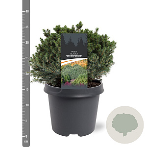 Picea gl. 'Echiniformis' 25-30 cm 5,0L