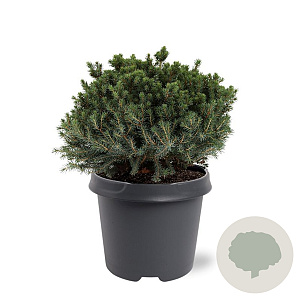 Picea gl. 'Echiniformis' 25-30 cm 5,0L