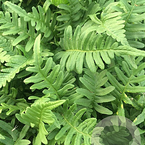 Polypodium vulgare P9