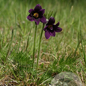 Pulsatilla v. 'Rubra' P9