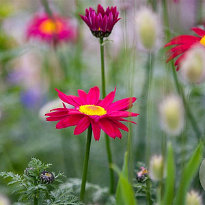 Tanacetum (C) 'Robinson's Red' P9