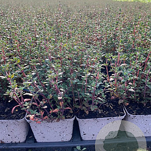 Thymus vulgaris P9