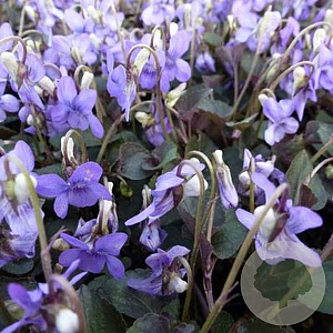 Viola odorata 'Königin Charlotte' P9