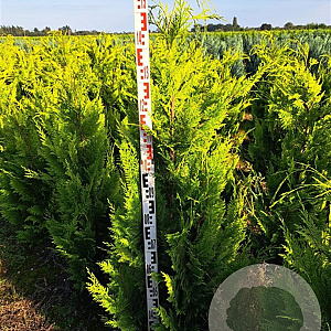Chamaecyparis l. 'Ivonne' 180-200 cm met kluit extra