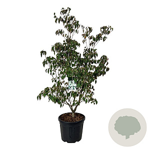 Cornus k. 'China Girl' 150-175 cm cont. 55L extra