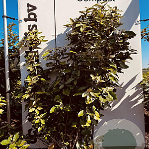 Elaeagnus ebb. 'Compacta' 100-125 cm met kluit