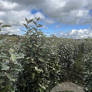 Elaeagnus ebb. 'Compacta' 125-150 cm met kluit