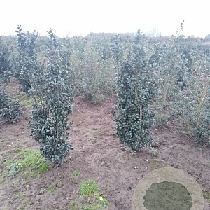 Ilex meserv. 'Heckenstar' 125-150 cm met kluit