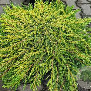 Juniperus comm. 'Lemon Carpet' 50-60 cm 6,5L