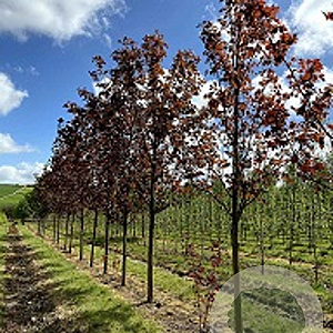 Acer plat. 'Fairview' 25-30 HO draadkluit 250 cm stam