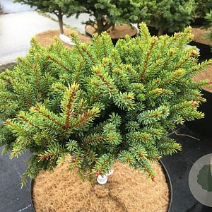 Picea gl. 'Echiniformis' 40-45 cm 15L bol