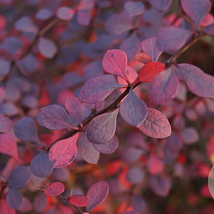 Berberis thunb. 'Atropurpurea' 50-60 cm 7,5L