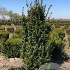 Taxus media 'Hicksii' 120-140 cm met kluit
