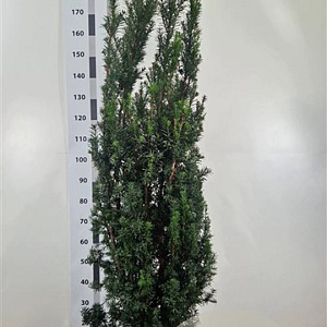 Taxus media 'Hicksii' 140-160 cm met kluit extra
