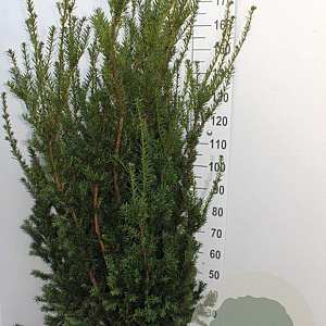 Taxus media 'Hillii' 140-160 cm met kluit extra