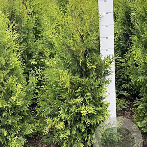 Thuja occ. 'Golden Brabant' 140-160 cm met kluit