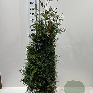Thuja pl. 'Martin' 140-160 cm met kluit