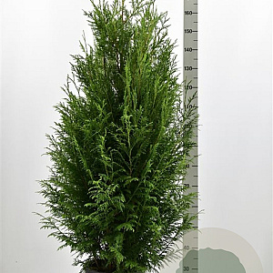 Thuja pl. 'Martin' 140-160 cm met kluit