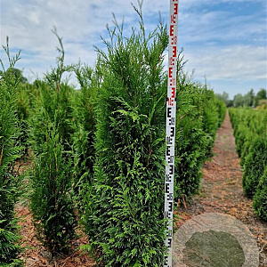 Thuja pl. 'Martin' 140-160 cm met kluit