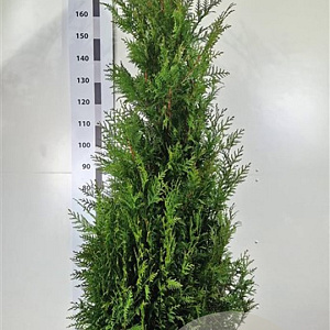 Thuja pl. 'Martin' 160-180 cm met kluit