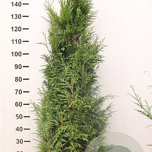 Thuja pl. 'Martin' 160-180 cm met kluit