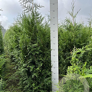Thuja pl. 'Martin' 160-180 cm met kluit
