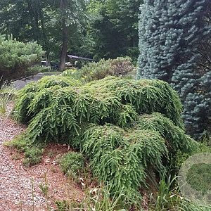 Tsuga can. 'Cole's Prostrate' 175-200 cm 30L extra