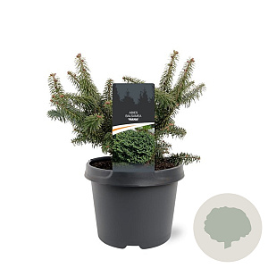 Abies bals. 'Nana' 20-25 cm 3,0L