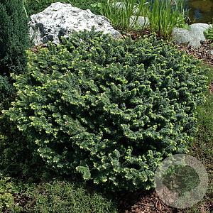 Abies bals. 'Nana' 20-25 cm 3,0L