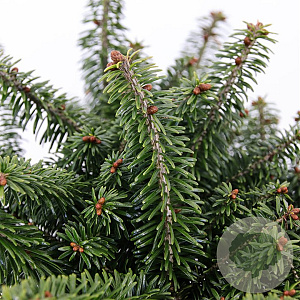 Abies bals. 'Nana' 20-25 cm 3,0L