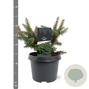 Abies bals. 'Nana' 20-25 cm 3,0L