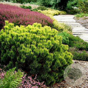 Pinus mugo 'Carsten's Wintergold' 25-30 cm 5,0L