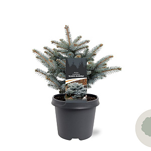 Picea pungens 'Glauca Globosa' 25-30 cm 5,0L
