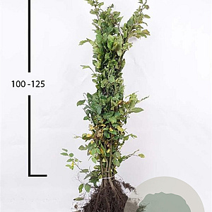 Carpinus betulus 100-125 cm wortelgoed