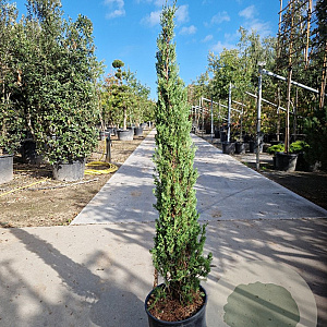 Cupressus semp. 'Pyramidalis' 100-125 cm container meerstammig