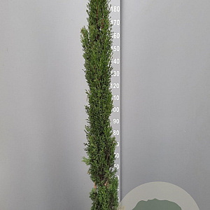 Cupressus semp. 'Pyramidalis' 175-200 cm container meerstammig