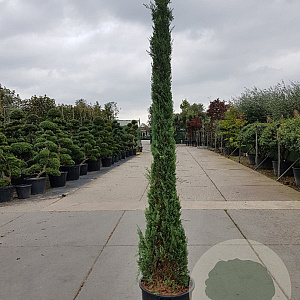Cupressus semp. 'Pyramidalis' 250-300 cm 45L
