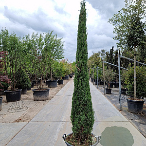 Cupressus semp. 'Pyramidalis' 250-300 cm container meerstammig