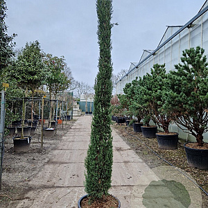 Cupressus semp. 'Pyramidalis' 300-350 cm container meerstammig