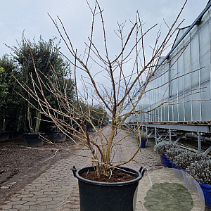 Heptacodium miconioides 175-200 cm container spiraal pompon