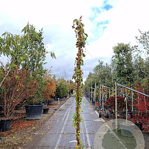 Parthenocissus tr. 'Veitchii' 250-300 cm 18L