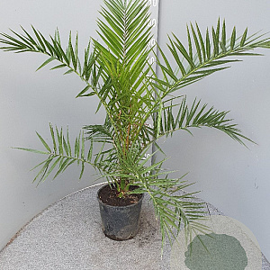 Phoenix canariensis 100 cm 6L