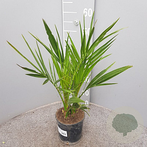Phoenix canariensis 50-60 cm C1.3
